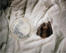 Bat and plate, 2003
