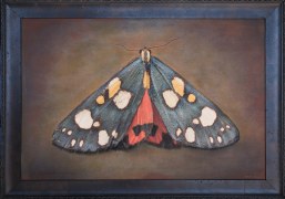 Callimorpa dominula, Scarlet Tiger Moth, 2025