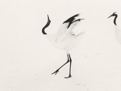 Red Crowned Crane #20, Hokkaido, Japan, 2004