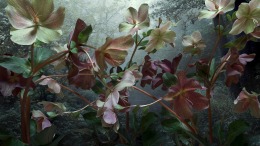 Helleborus Orientalis, 2023
