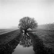 Lyn Way, from the series Farmed, 2013