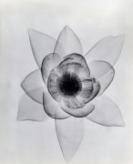 Lotus ca. 1930