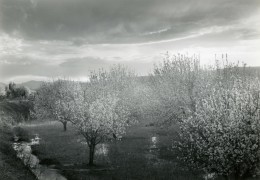 William Clift, Apple Blossoms, Velarde, New Mexico
