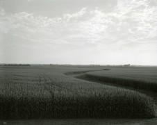 Untitled, from Illinois Landscapes, 2009, gelatin silver contact print, 8 x 10 inches