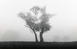 Two Trees, Richmond Park, Surrey, England, 1979