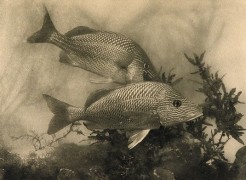 A. Radclyffe Dugmore, Fish, 1907