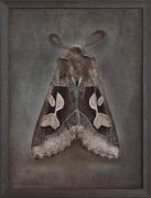 Perigrapha circumducta, 2024