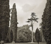 Trees, Blenheim Palace, from the series In the Garden, 2004, platinum print, 16 x 18 1/2 inches