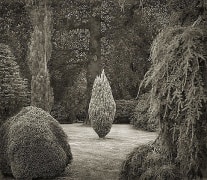 Clearing, Wakehurst Place, from the series In the Garden, 2004, platinum print, 16 x 18 1/2 inches