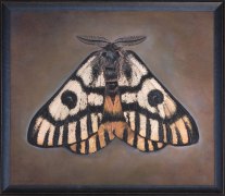 Hemileuca nuttalli, Sheep Moth, 2024
