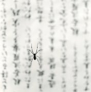 Spider and Sacred Text, Study 1, Gokuraku Temple, Shukoku, Japan, 2001
