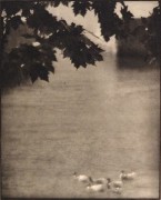 Karl F. Struss, Ducks, Lake Como, 1912