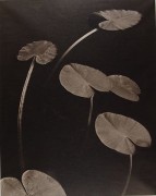 Floating Leaves, Boundary Water, MN, 1999,