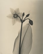 Amazon Lily, 1939
