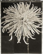Spidermum, from the series &quot;Reconstructions,&quot;platinum palladium print on handmade Japanese gampi, sewn on Japanese washi