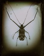 Acrocinus Longimanus( Harlequin Beetle), South/Central America, 1999