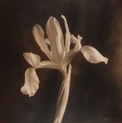 Iris Natasha, 1995, hand-colored gelatin silver print
