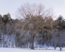 Winter Light, New Hampshire