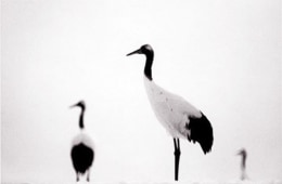 Red Crowned Crane #4, Hokkaido, Japan, 2002