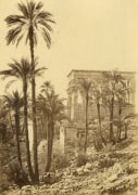 Group of palms, Island of Phil&aelig;