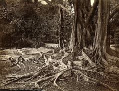Ficus Elastica, ca. 1870&#039;s