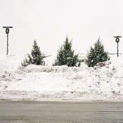 3 Trees, Parking Lot, Streamwood, from the series Neo Nature, 2005, pigment print