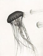 Jellyfish Study #4, 1992