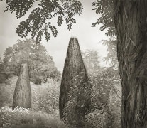 Trees, Hidcote, from the series In the Garden, platinum print, 16 x 18 1/2 inches