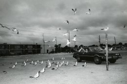 Seagulls, Florida 1984