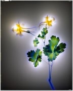 Golden Columbine, 2004, chromogenic print