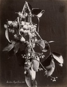 Jambu Ayer Fruit, ca. 1870&#039;s