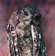 Eastern Screech-Owl II, 1999