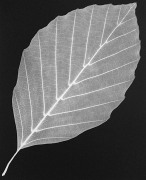 Beech Leaf, 2014