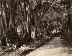 Ficus Elastica, Assam, India, ca. 1870&#039;s