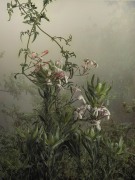 Jasminum Polyanthum, 2022