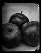 Apples, 2001 gelatin silver print