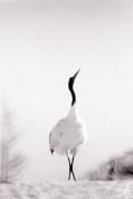 Red Crowned Crane #9, Hokkaido, Japan, 2002