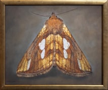 Plusia festucae, 2025