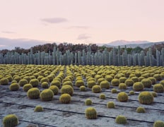 Cactus Nursery, Seley Ranch, Borrego Springs, CA