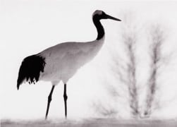 Camille Solyagua, Red Crowned Crane #3, Hokkaido, Japan, 2002, 
