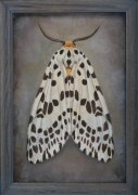 Arctiidae Spilosoma, n.d.