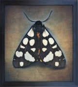 Arctia villica, Cream-spot Tiger Moth, 2025