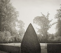 Yew, Hinton Ampner, from the series In the Garden, 2003, platinum print, 16 x 18 1/2 inches