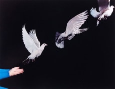 Pigeon Released, 1965