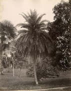 Phoenix Sylvestris, Wild Date Plam, Ceylon, ca. 1870&#039;s