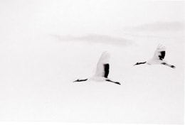 Red Crowned Crane #8, Hokkaido, Japan, 2002