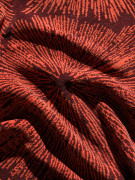 2nd close up of wanderlust