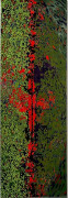 Jody Rasch, Home (small red)