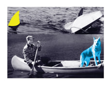 Man, Dog (Blue), Canoe/Shark Fins (One Yellow), Capsized Boat, 2002
