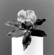 Single orchid flower on white pedestal.
